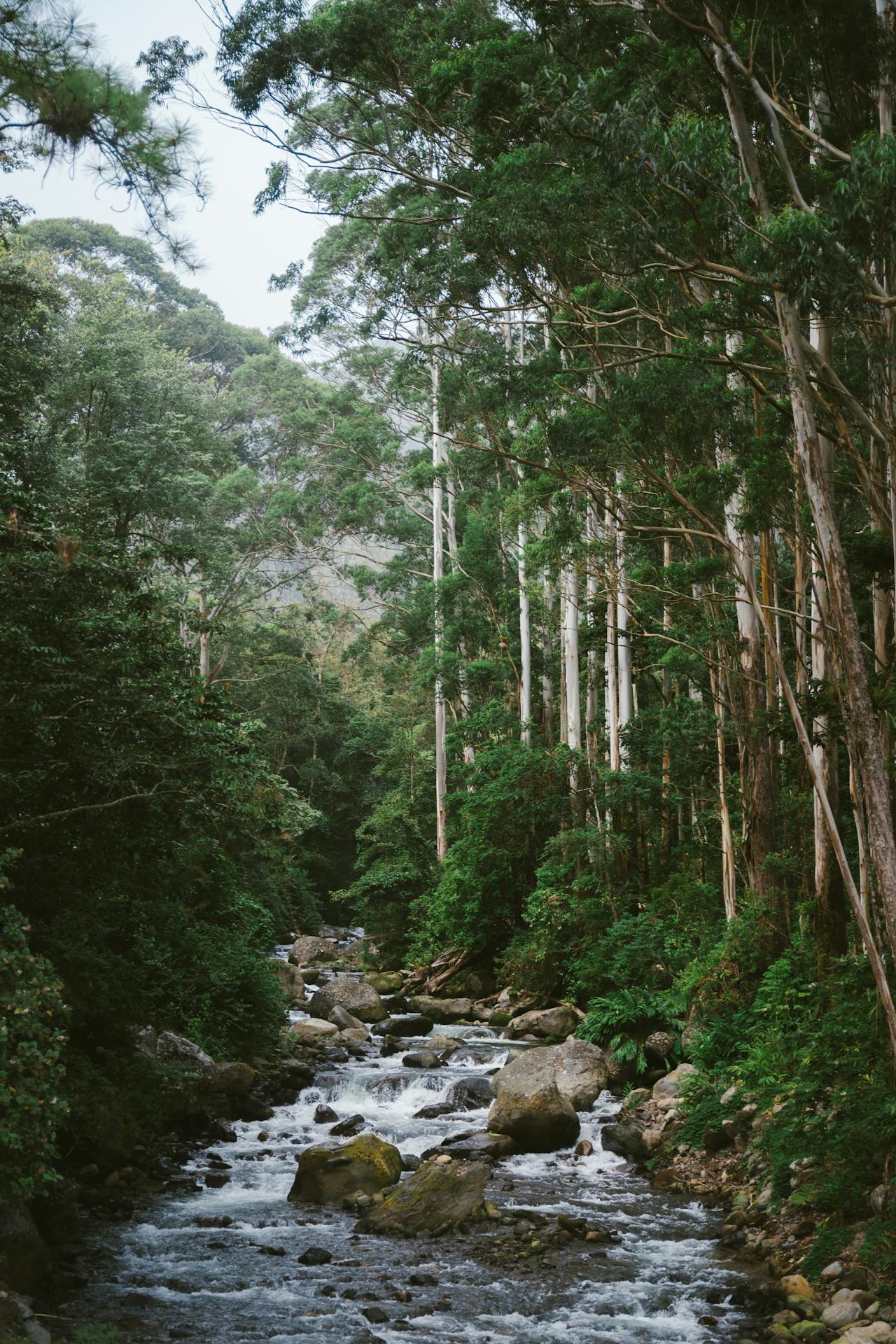 Forest creek with tall trees — grounded, calm, out in the community